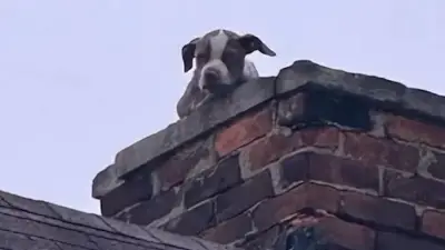Welpe Stack am Abgrund: Spektakuläre Rettung von einsturzgefährdetem Dach