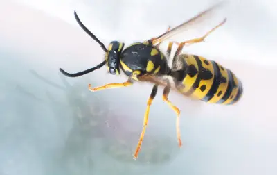 Wespen-Alarm im Auto: Ruhe bewahren und richtig handeln bei Insekten am Steuer