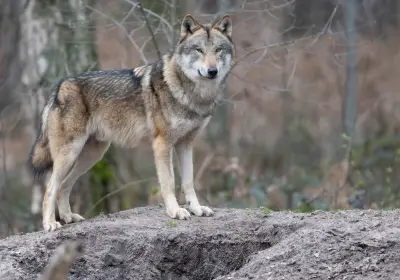 Wolfsangriff in Hamburg: Standort des ausgewilderten Tiers bleibt geheim