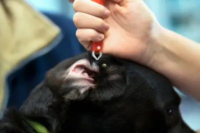 Zecke sofort entfernen: So schützen Sie Ihr Haustier vor Parasiten