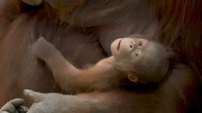 Zoo Madrid feiert seltene Geburt: Borneo-Orang-Utan-Baby erblickt das Licht der Welt