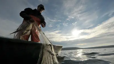 Zwei einzigartige Fischarten in Brandenburg und MV akut vom Aussterben bedroht