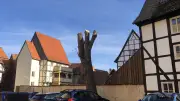 150 Jahre alte Esche in Quedlinburg radikal gestutzt: Stadtverwaltung muss Stellung beziehen