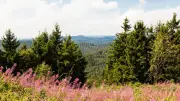 Bad Sachsa im Harz: Naturjuwel mit Charme und vielfältigen Freizeitmöglichkeiten