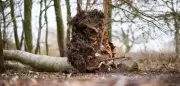 Baumexperte warnt: Bei hörbarem Windpfeifen nicht mehr in den Wald gehen