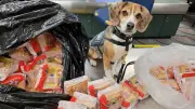 Beagle-Detektivin Merla enttarnt illegalen Sandwich-Schmuggel am Washingtoner Flughafen