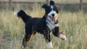 Bernedoodle: Warum dieser Designer-Hund so viele Menschen begeistert