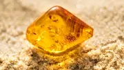 Bernstein: Faszinierende Fakten über das Gold der Ostsee in Mecklenburg-Vorpommern