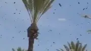 Bienen-Angriff in Israel: Zehntausende Insekten lösen Ausnahmezustand aus