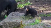 Brillenbär-Baby Enzo erobert Tierpark Berlin: Erste tapsige Schritte begeistern Besucher