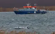 Buckelwal-Drama in der Ostsee: Rettungsversuche nach überraschendem Aufbruch