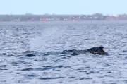 Buckelwal vor Poel: Entscheidung über Rettung nach Gutachten am Nachmittag