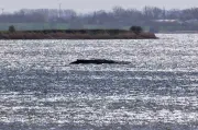 Buckelwal vor Poel: Gesundheitsgutachten entscheidet über Schicksal des gestrandeten Wals