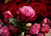 Deutlicher Rückgang beim Schnittblumenkauf in Deutschland