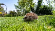 Deutscher Städtetag fordert bundesweites Nachtfahrverbot für Mähroboter zum Schutz von Igeln