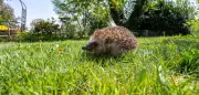 Deutscher Städtetag fordert bundesweites Nachtfahrverbot für Rasenmähroboter zum Schutz von Igeln