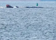 Drama um Buckelwal vor Poel: Geleitversuch gescheitert - Wal bleibt in flachem Gewässer