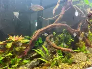 Emotionales Wiedersehen: Zehn Fische und Garnele überleben Großbrand an Hannoverer Grundschule