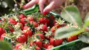 Erdbeersaison startet bei Karls: Preise bleiben trotz gestiegener Kosten stabil