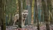 Experten diskutieren in Laase über Wolfskonflikte: 28 Rudel in MV und steigende Nutztierrisse