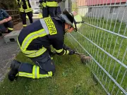 Feuerwehr Celle rettet Igel aus misslicher Lage im Zaun