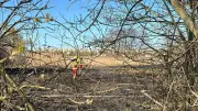 Feuerwehr-Einsatzserie in Bitterfeld-Wolfen: Ödlandbrand auf 3.000 Quadratmetern bekämpft
