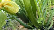 Gärtner aufgepasst! Diese 6 Fehler ruinieren die Zucchini-Ernte