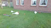 Herzloser Vandalismus: Gänse-Figuren von Rentner Ludwig Smidt in Marienhafe zerstört