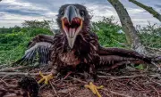 Junger Seeadler aus abgestürztem Horst gerettet