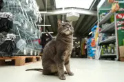 Katze Lotti: Die tierische Mitarbeiterin im Plöner Baumarkt erobert Herzen