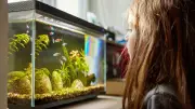 KI-Aquarium putzt und füttert automatisch – nie mehr putzen?