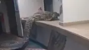 Krokodil überrascht Gäste in Hotel-Lobby in Namibia