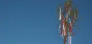 Maibaum-Tradition: Verehrer müssen Bäume vor Diebstahl schützen