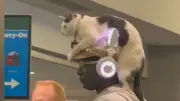 Mann mit Katze auf dem Kopf erobert US-Flughafen und rührt Millionen