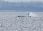 Mecklenburg-Vorpommern: Buckelwal in Ostsee soll nach Möglichkeit mit Sender ausgestattet werden