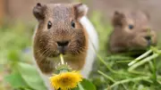 Meerschweinchen-Sprache entschlüsselt: So deuten Sie die Laute der kleinen Nager