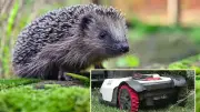 Mähroboter als Gefahr für Igel: NABU fordert flächendeckendes Nachtfahrverbot