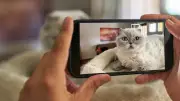 Miau! Katzen erobern das Netz: Warum Cat Content das Internet dominiert