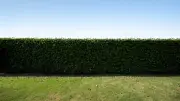 Nachbarschaftsstreit wegen Hecke: Was Sie über Grenzabstände und Pflichten wissen müssen
