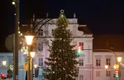 Oranienburg sucht Weihnachtsbaum für Schlossplatz: Stadt bittet um Baumspenden