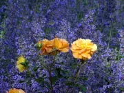 Perfekte Beetpartner: Diese Stauden harmonieren ideal mit Rosen