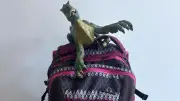 Polizei Neustrelitz sucht Besitzer von Kinder-Rucksack mit Dino-Spielzeug