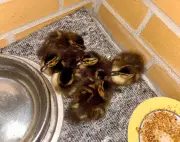 Polizei rettet sechs verlassene Entenküken im Berliner Wedding