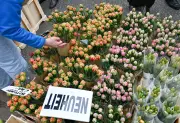 Potsdams Tulpenfest lockte trotz Wetterkapriolen mit Blütenpracht und Käse