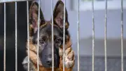 Rostocker Grünen fordern Hundesteuerbefreiung für Tierheim-Hunde: Finanzieller Anreiz für Adoptionen