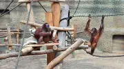 Rostocker Zoo: Orang-Utan-Anlage saniert, neues Großprojekt geplant
