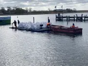 Sandsäcke sollen gestrandeten Buckelwal vor Flachwasser schützen