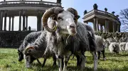 Schafe als Landschaftspfleger: Wollige Rasenmäher im Park Sanssouci im Einsatz