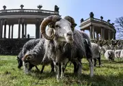 Schafe als tierische Gärtner: Mäh-Helfer kehren in den Park Sanssouci zurück