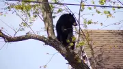 Schwarzbär verirrt sich in Wohngebiet und sitzt stundenlang auf Baum